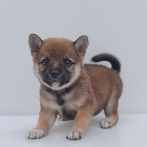 豆柴犬
