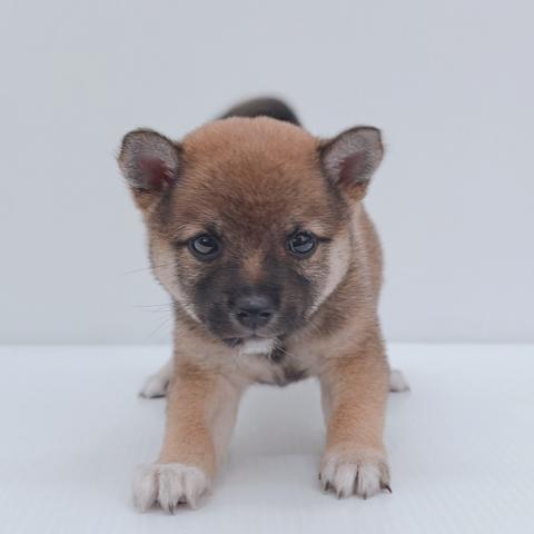 豆柴犬