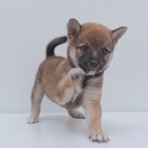 豆柴犬