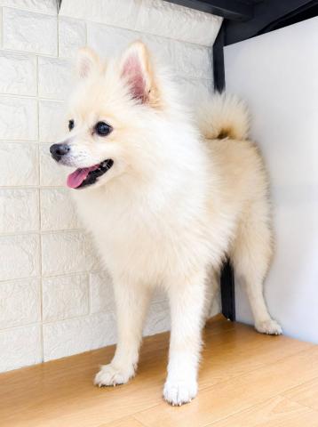 新潟県のポメラニアン (ペットアミ 小千谷店/2026年3月7日生まれ/男の子/クリーム)の子犬の3枚目の画像