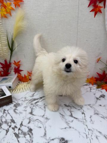 秋田県のハーフ犬・ミックス犬 (ペットアミ 能代東インター店/2026年5月29日生まれ/男の子/クリーム)の子犬の2枚目の画像