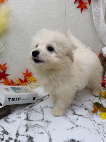 秋田県のハーフ犬・ミックス犬 (ペットアミ 能代東インター店/2026年5月29日生まれ/男の子/クリーム)の子犬の3枚目の画像