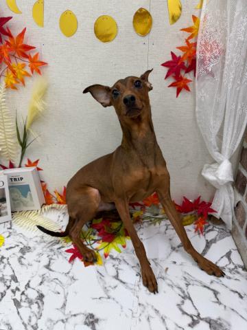 秋田県のハーフ犬・ミックス犬 (ペットアミ 能代東インター店/2025年11月20日生まれ/男の子/レッド)の子犬の3枚目の画像