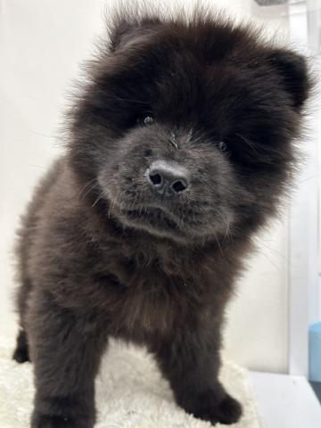 和歌山県のチャウチャウ (ペットアミ 那賀店/2026年6月6日生まれ/男の子/ブラック)の子犬の1枚目の画像