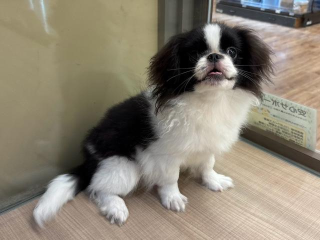 MIXペキ狆