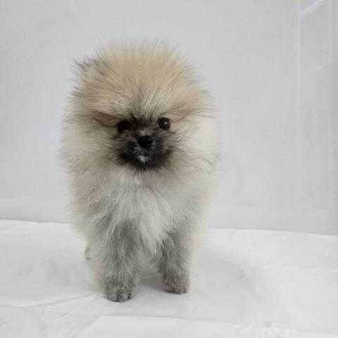 ポメラニアン