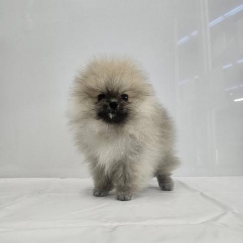 ポメラニアン