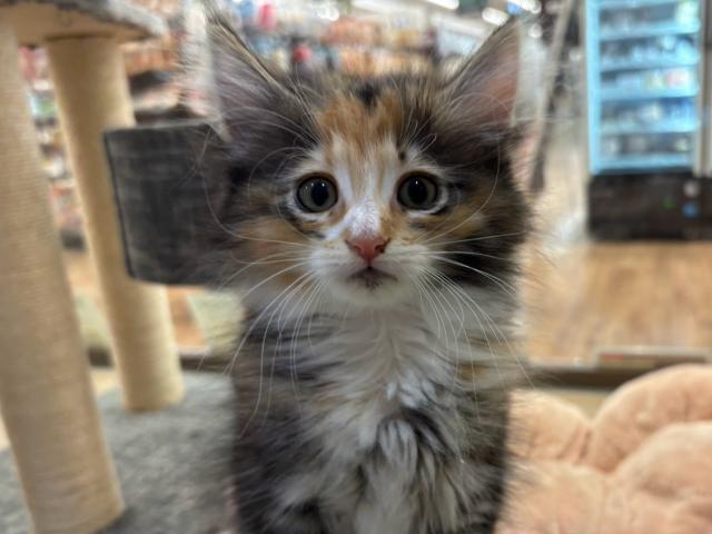 ノルウェージャンフォレストキャット