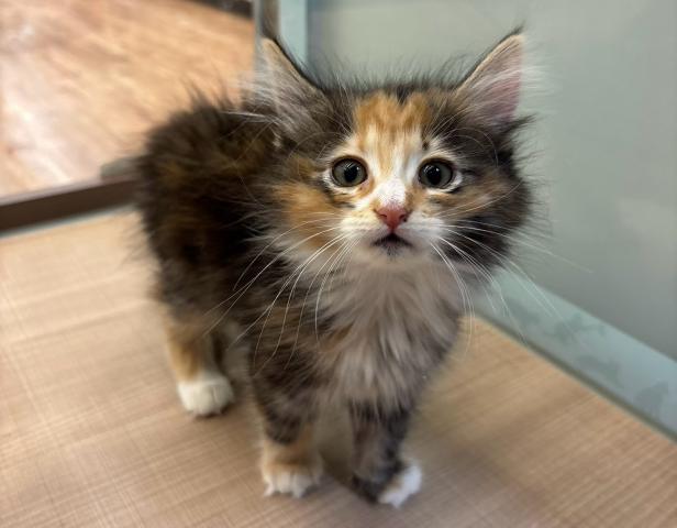 ノルウェージャンフォレストキャット