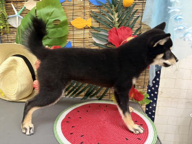 柴犬