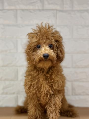 新潟県のトイプードル(トイ) (ペットアミ 小千谷店/2026年5月8日生まれ/男の子/レッド)の子犬の2枚目の画像