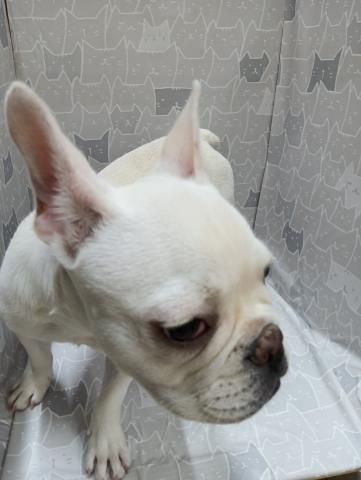 フレンチブルドッグ