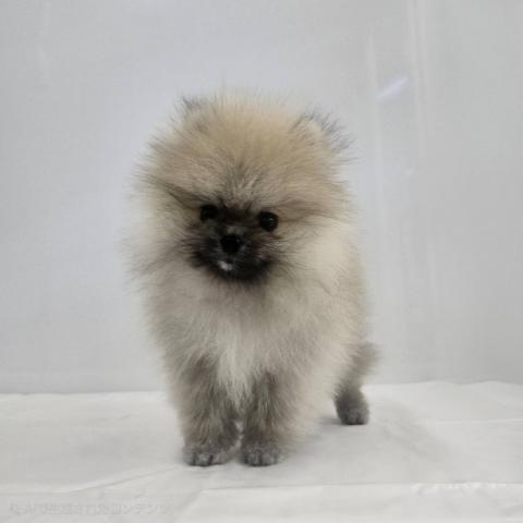大阪府のポメラニアン (NICO PET Select 和泉中央店/2026年6月5日生まれ/男の子/オレンジ)の子犬の2枚目の画像