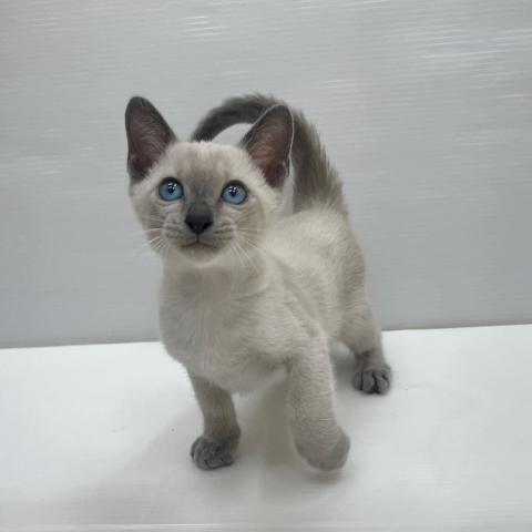 シャム