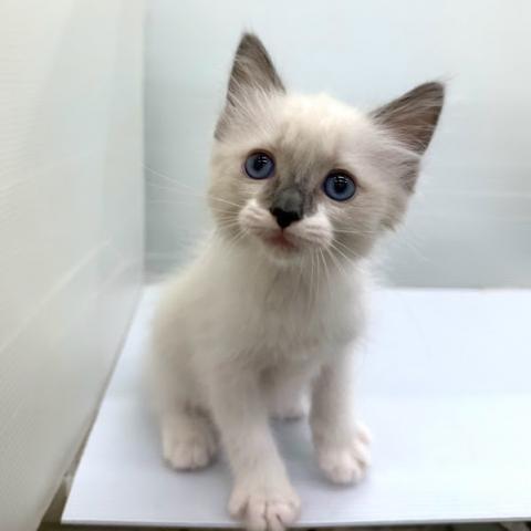 秋田県のラグドール (ペットアミ 本荘インター店/2026年6月26日生まれ/女の子/ブルーポイント)の子猫の2枚目の画像