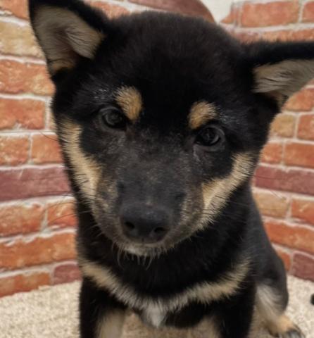 豆柴犬