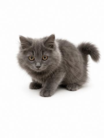 三重県のサイベリアン (ペットアミ 名張店/2026年4月21日生まれ/男の子/ブルー)の子猫の2枚目の画像