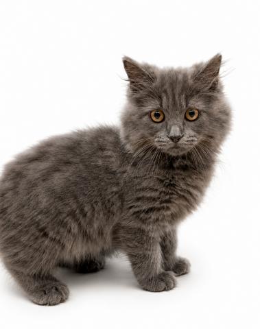 三重県のサイベリアン (ペットアミ 名張店/2026年4月21日生まれ/男の子/ブルー)の子猫の3枚目の画像