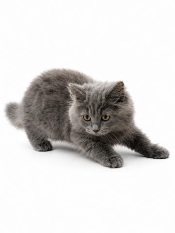 三重県のサイベリアン (ペットアミ 名張店/2026年4月21日生まれ/男の子/ブルー)の子猫の4枚目の画像