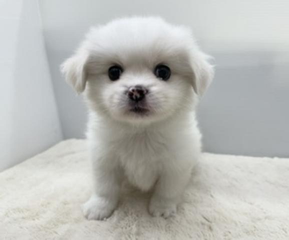 ポメラニアン×ぺキニーズ