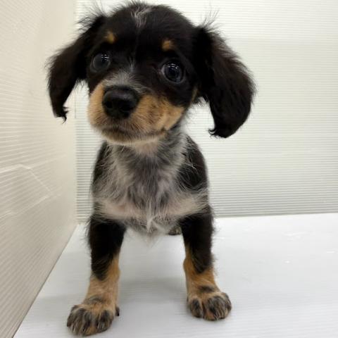 秋田県のハーフ犬・ミックス犬 (ペットアミ 本荘インター店/2026年6月26日生まれ/女の子/その他色)の子犬の2枚目の画像
