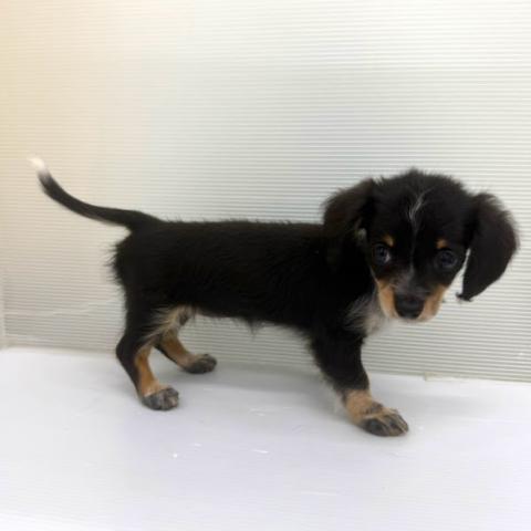 秋田県のハーフ犬・ミックス犬 (ペットアミ 本荘インター店/2026年6月26日生まれ/女の子/その他色)の子犬の3枚目の画像