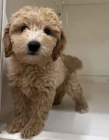 犬ハーフ(トイプードル×ビションフリーゼ)
