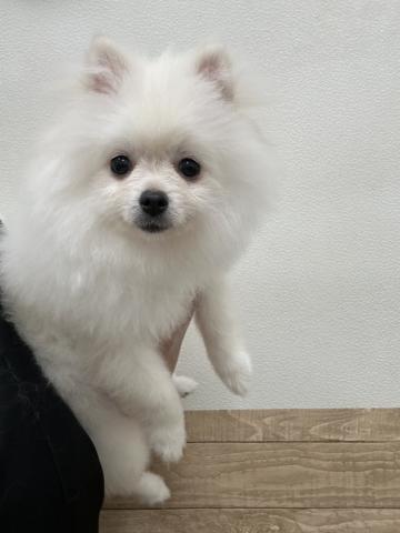 福島県のポメラニアン (ペットアミ 安達店/2026年4月20日生まれ/男の子/クリーム)の子犬の2枚目の画像