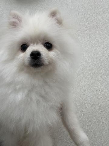 福島県のポメラニアン (ペットアミ 安達店/2026年4月20日生まれ/男の子/クリーム)の子犬の3枚目の画像