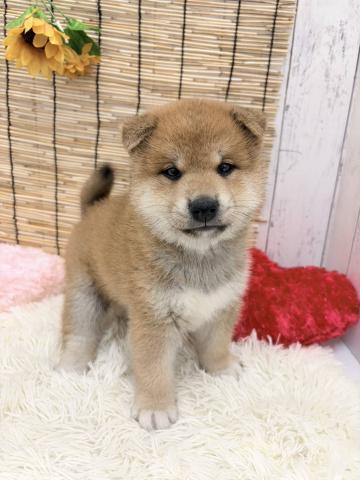 柴犬