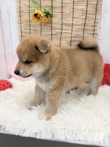 柴犬