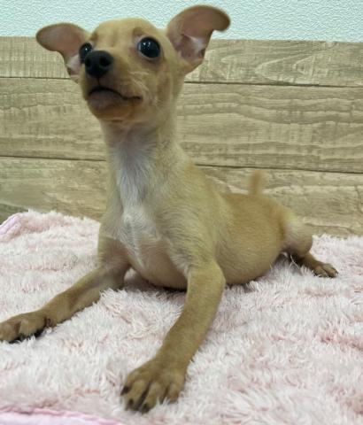 福島県のミニチュアピンシャー (ペットアミ 安達店/2026年6月13日生まれ/男の子/レッド)の子犬の3枚目の画像