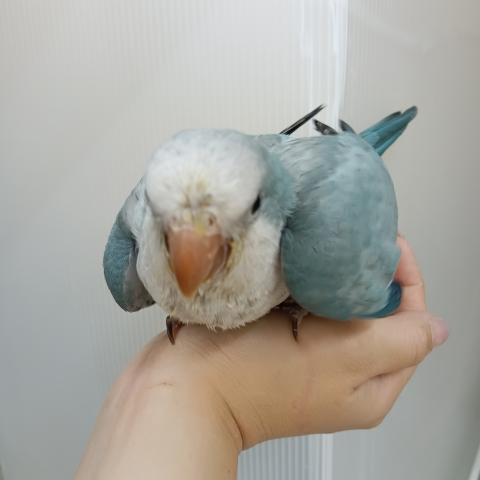 オキナインコ
