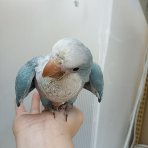 オキナインコ
