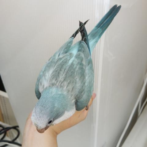 オキナインコ