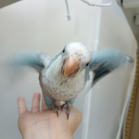 オキナインコ