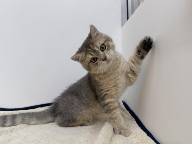 ブリティッシュショートヘア