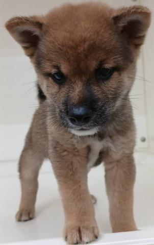 豆柴犬
