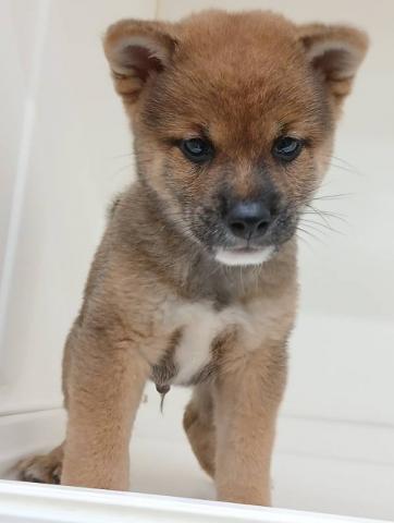 三重県の豆柴 (ペットアミ 明和店/2026年7月10日生まれ/男の子/赤)の子犬の2枚目の画像