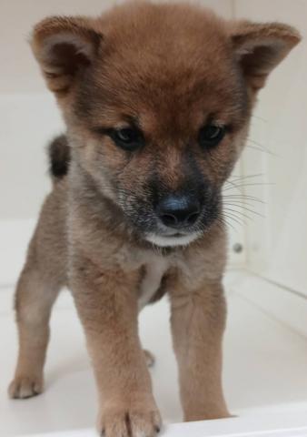 三重県の豆柴 (ペットアミ 明和店/2026年7月10日生まれ/男の子/赤)の子犬の3枚目の画像