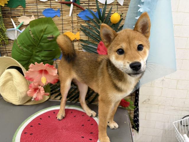 秋田県の柴犬(標準サイズ) (ペットアミ 秋田卸町店/2026年3月28日生まれ/男の子/赤)の子犬の1枚目の画像