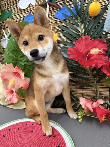 秋田県の柴犬(標準サイズ) (ペットアミ 秋田卸町店/2026年3月28日生まれ/男の子/赤)の子犬の2枚目の画像