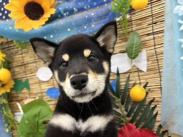 秋田県の柴犬(標準サイズ) (ペットアミ 秋田卸町店/2026年5月11日生まれ/女の子/黒)の子犬の1枚目の画像