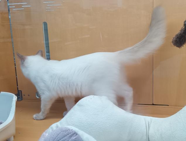 オリエンタルズ
