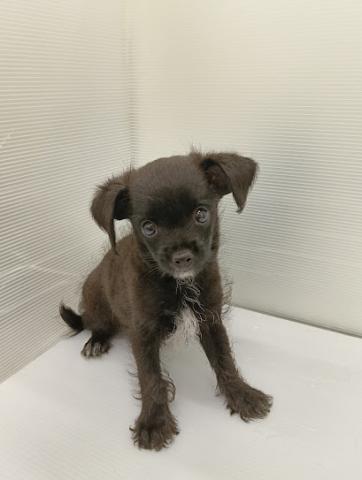 秋田県のハーフ犬・ミックス犬 (ペットアミ 本荘インター店/2026年9月11日生まれ/男の子/ブラックホワイト)の子犬の2枚目の画像