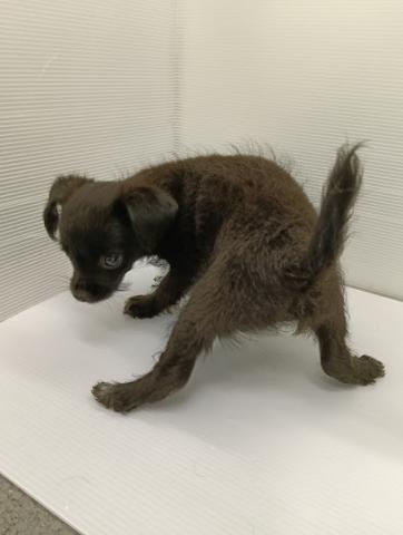 秋田県のハーフ犬・ミックス犬 (ペットアミ 本荘インター店/2026年9月11日生まれ/男の子/ブラックホワイト)の子犬の3枚目の画像