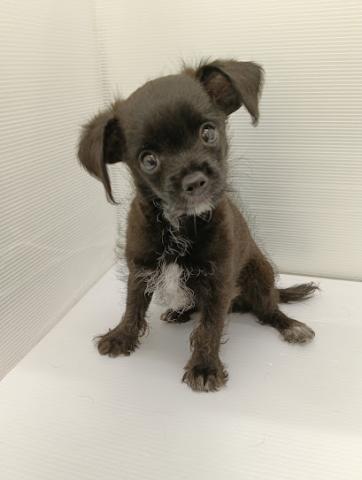 秋田県のハーフ犬・ミックス犬 (ペットアミ 本荘インター店/2026年9月11日生まれ/男の子/ブラックホワイト)の子犬の4枚目の画像