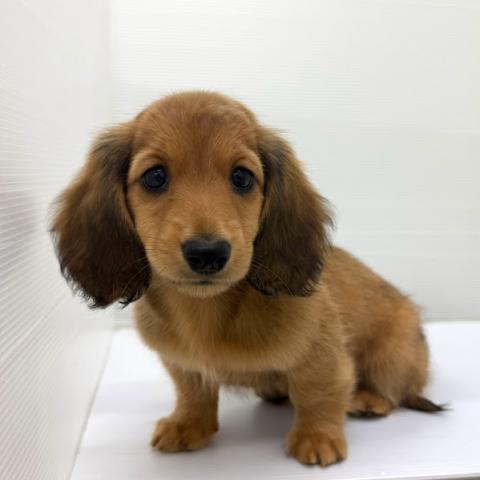 ミニチュアダックスフンド