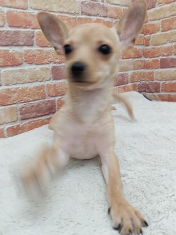 MIX