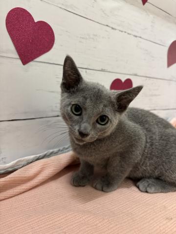 子猫